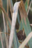 Common Wood Nymph Hiding In Grass