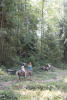 Claira And Minature Horse In Forest