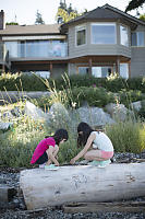 Collecting Shells On Log