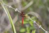 Cardinal Meadowhawk On Stem