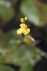 Common Bladderwort