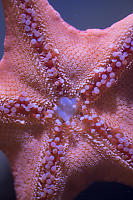 Starfish On Glass