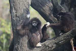 Lar Gibbon Sharing Butterfly