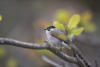 Light Vented Bulbul