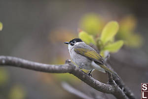 Light Vented Bulbul