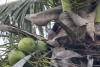 Red Turtle Dove In Palm Tree