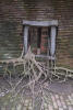 Roots Growing Through Window Into Floor