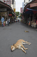 Lazy Dog In Tourist Town