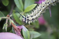 Rose Myrtle Lappet Moth