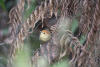 Rufous-capped Babbler