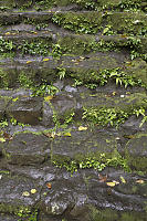 Small Plants Growing In Stairs