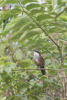 Taiwan Scimitar-Babbler