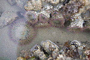 Aggregating Anemone In Still Pool