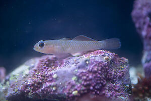 Blackeye Goby