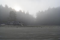 Fog Silhoutting Trees