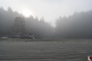Fog Silhoutting Trees