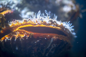 Giant Rock Scallop Mouth