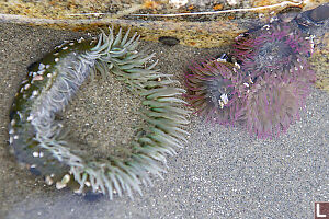 Green Anenome For Scale