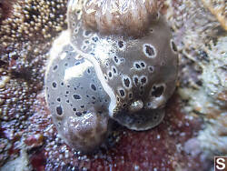 Pair Of Northern Leopard Dorid