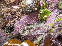 Purple Encrusting Sponge