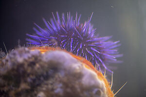 Purple Sea Urching Coming To Scallop