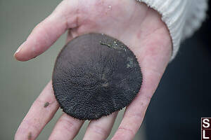 Sand Dollar In Palm