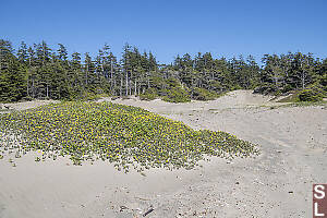 Sand Dune Covered In Yellow Sand Verbena