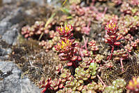 Stonecrop Detail