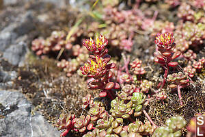 Stonecrop Detail