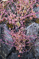 Stonecrops