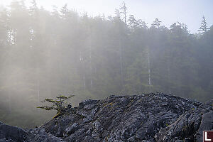 Weathered Tree On Rock
