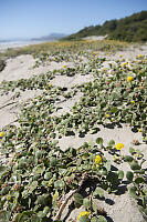 Yellow Sand Verbena