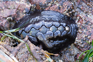 Chiton In Rock