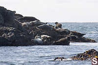 Harbour Seals