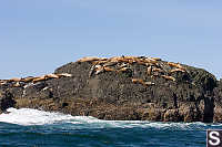 Sea Lions On Rock
