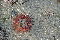 Anemone Burried In Sand