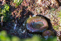 Anemone Starting To See Light