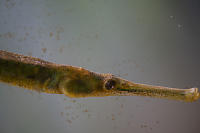 Bay Pipefish Face