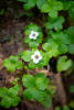 Canadian Bunchberry