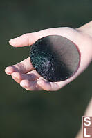 Half Sun Bleached Sand Dollar