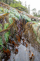 Kelp Knitted Like Fabric