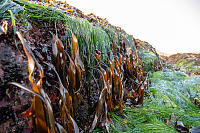 Laminaria Hanging From Verticle Rock