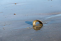 Moon Snail Collar In Sand