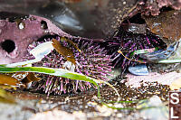 Purple Sea Urchins Hiding In Cracks