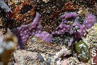 Purple Sponge On Rocks