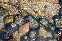 Skulpin In Pool Of Snails