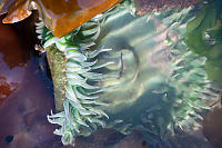 Tentalces Of Green Sea Anemone At Surface