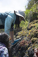 Investigating Wildflowers