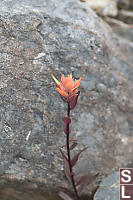 More Orange Castilleja