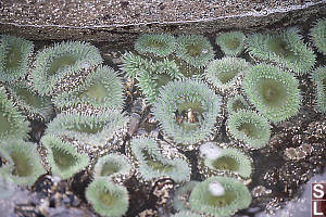 Pool Full Of Giant Green Anemone